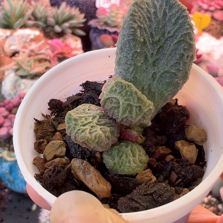 N****可以说是我的最爱了