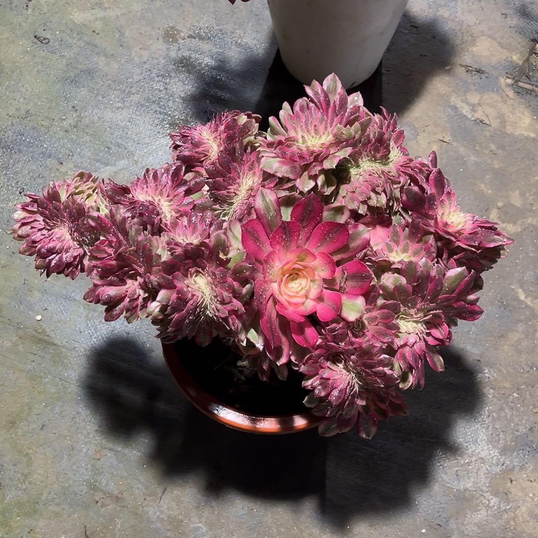 倾城缀化法师多肉植物