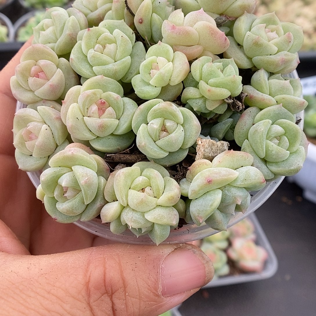 一物一拍一物一拍911-209
