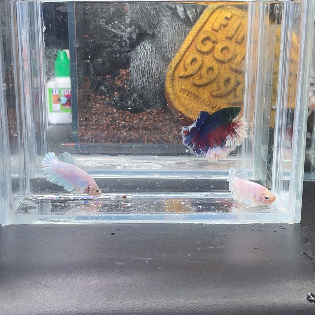 斗鱼20号1221两只绣球