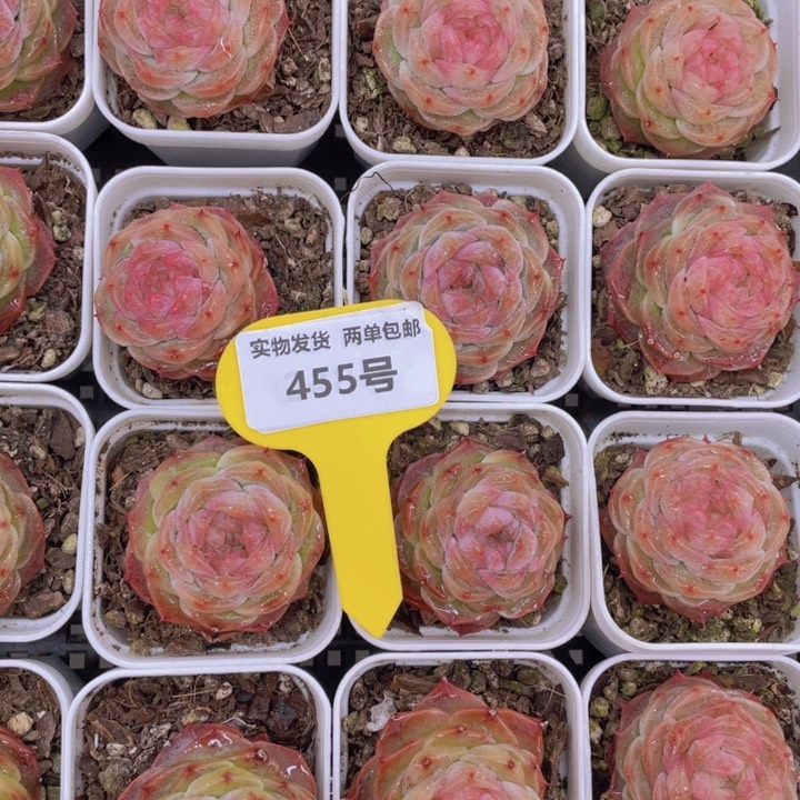 455号冰透包子冻唇蜜单头一个