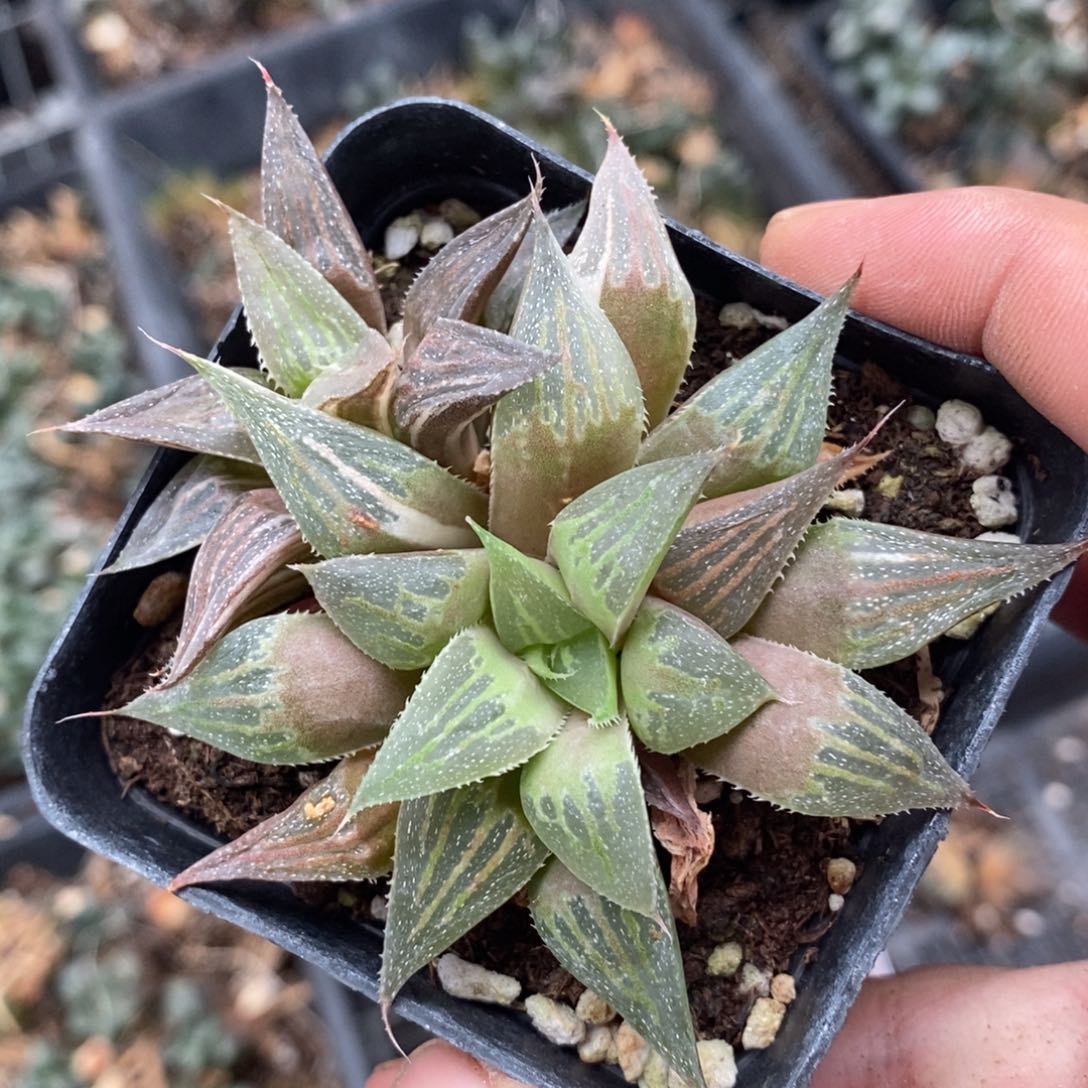 2339 一颗小白鲨锦 超级福利