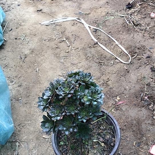 转***你灰法师多肉植物23