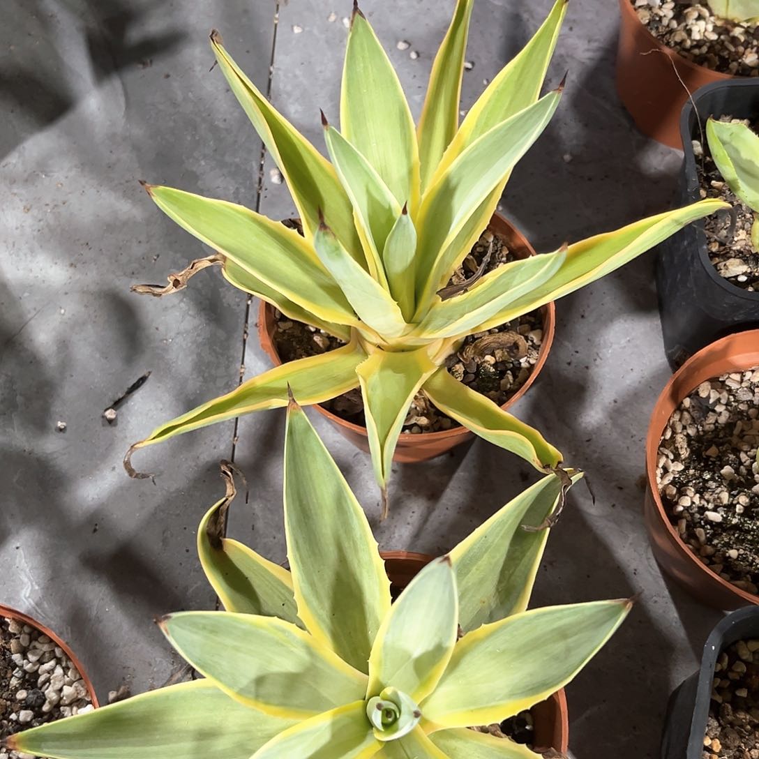 猫**车银河旅人25一颗出