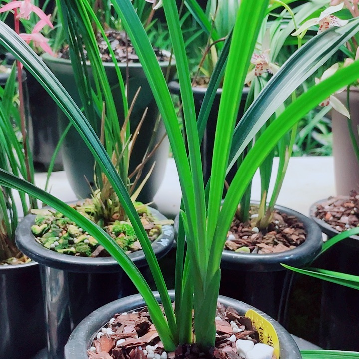 Q***.无花朵一物一漂亮开花