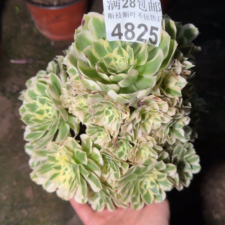 4825迈巴赫多肉植物