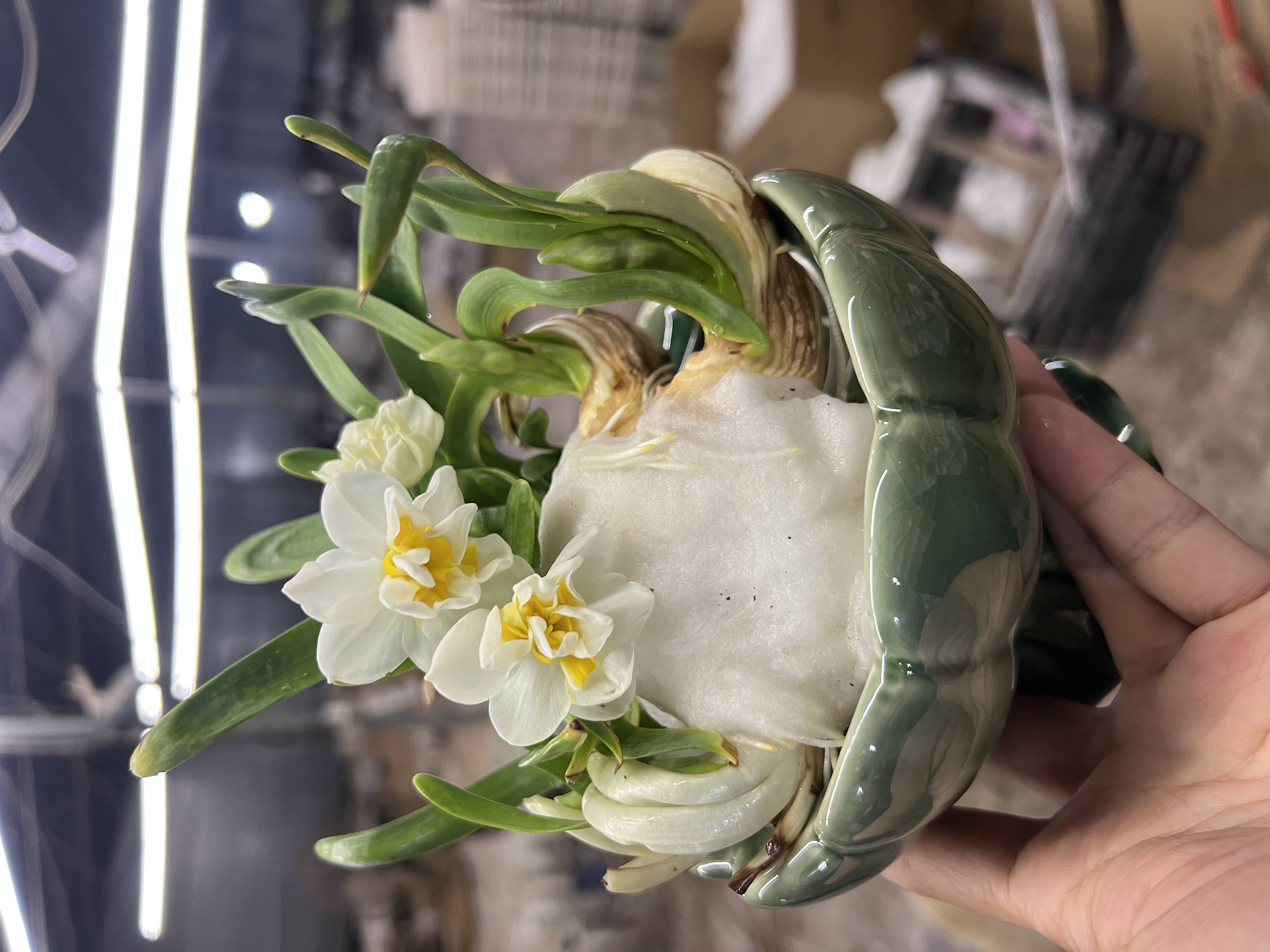 二妹园艺【 2棵 大花王- 雕刻百叶水仙花 】【5-7个花剑约开30朵花】