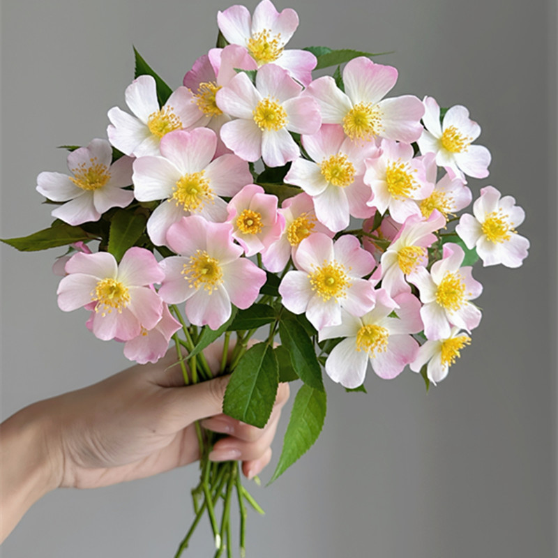 丽达玫瑰月季花抗病性优秀长势快勤花耐热阳台盆栽庭院种植