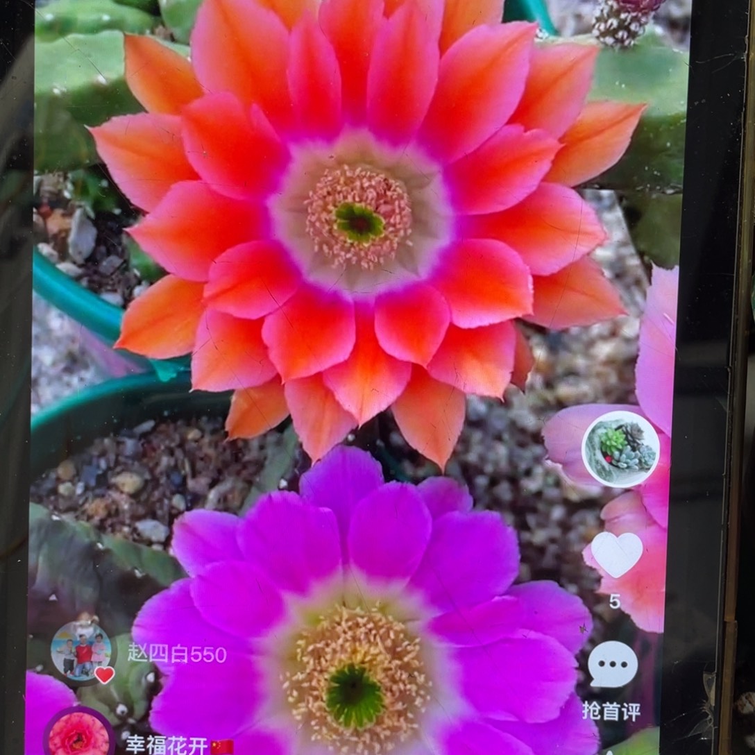 新品水仙情郎A3侧芽一个