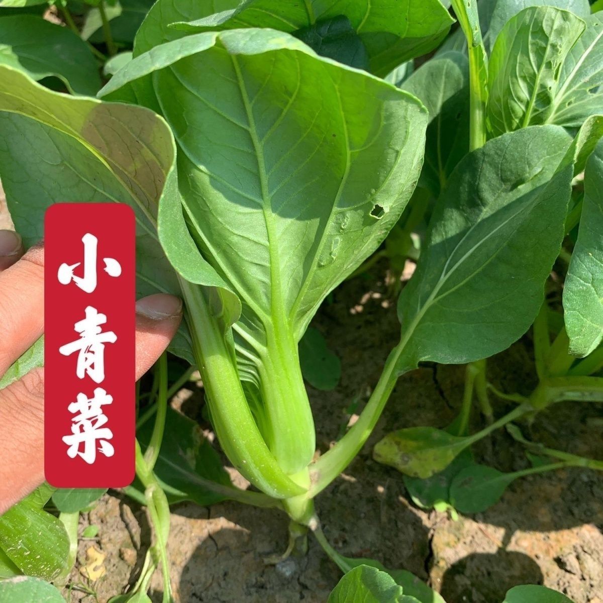 农家自种新鲜蔬菜 苏州青小青菜鲜嫩上海青小油菜现摘时令小白菜