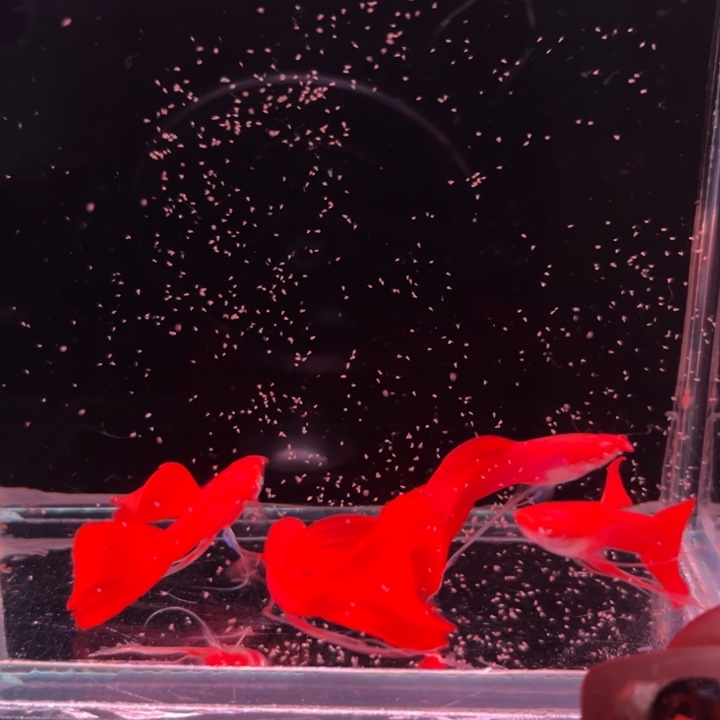 孔雀鱼血红单公4条