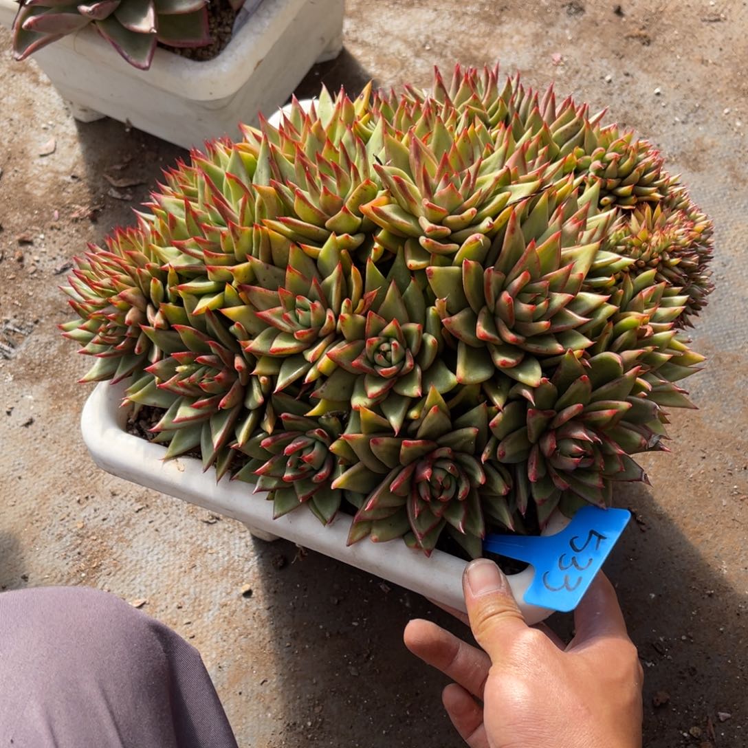 男****）533东云多肉植物