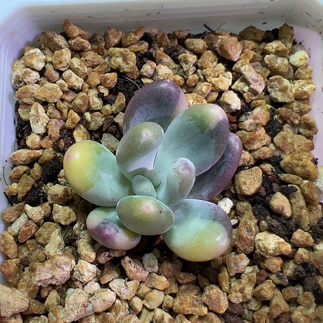 紫皮奶锦多肉植物