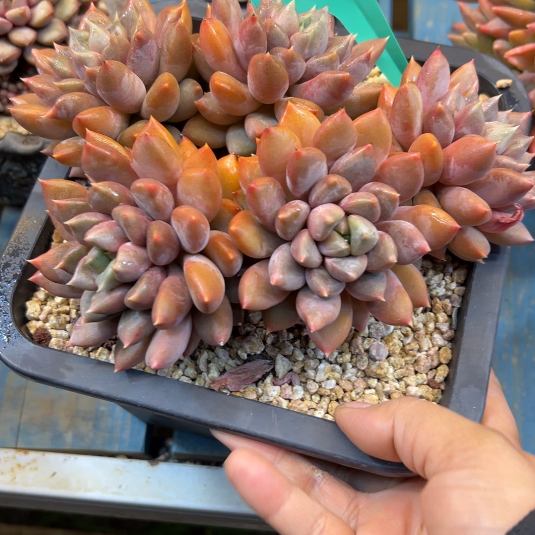 云***飘象牙5172号一物一拍