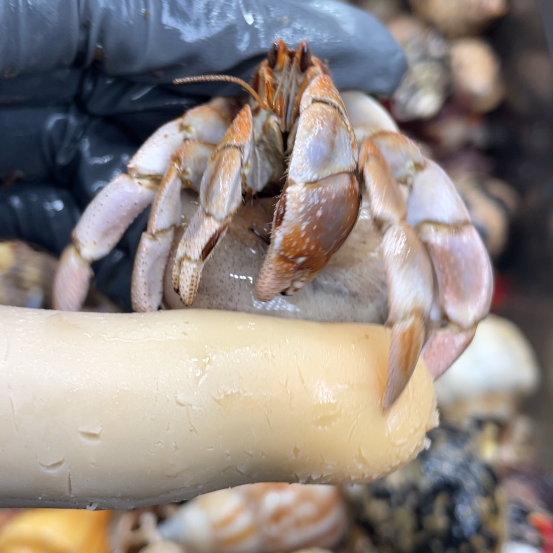 不退不换活体宠物66