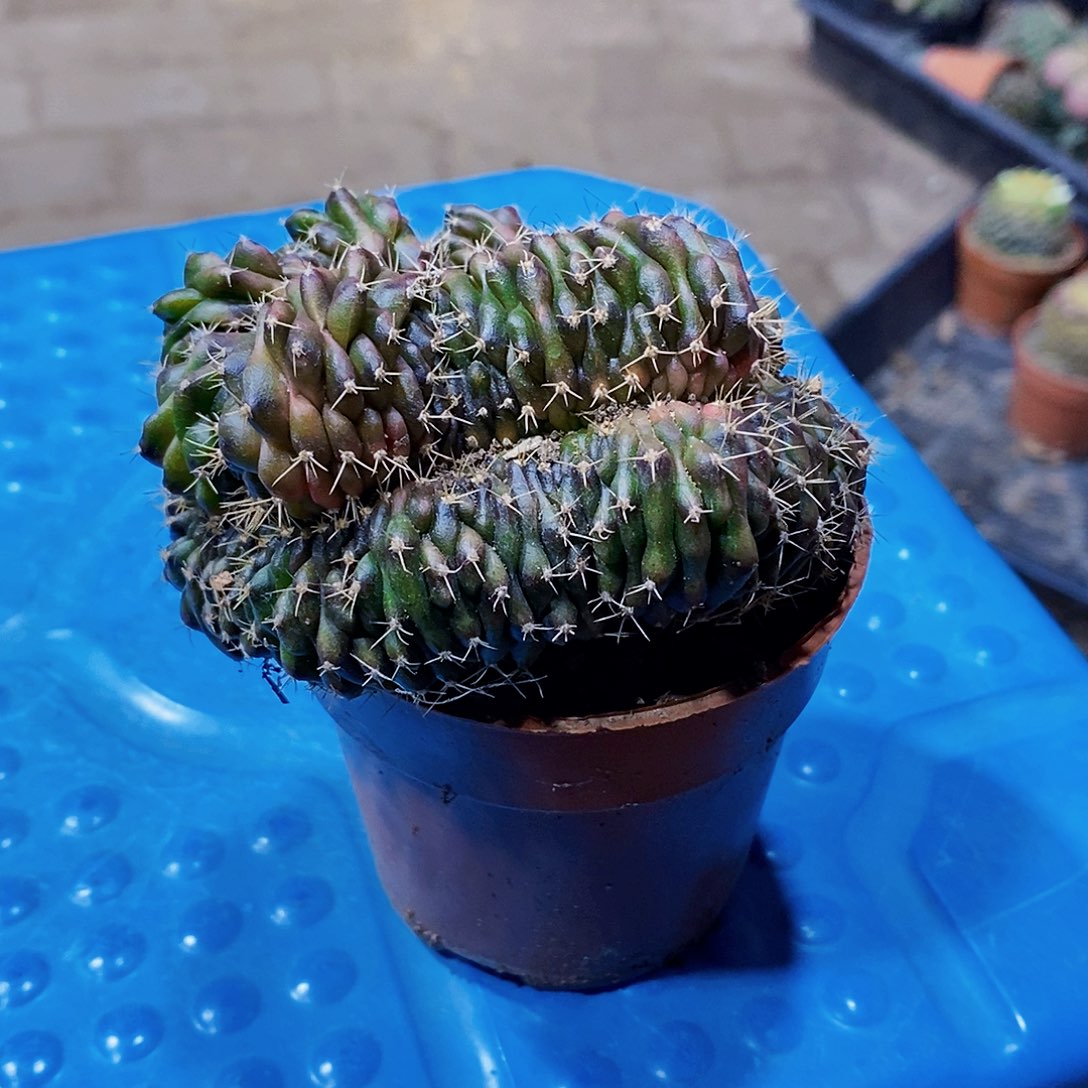 泰国醉花1111111111111个