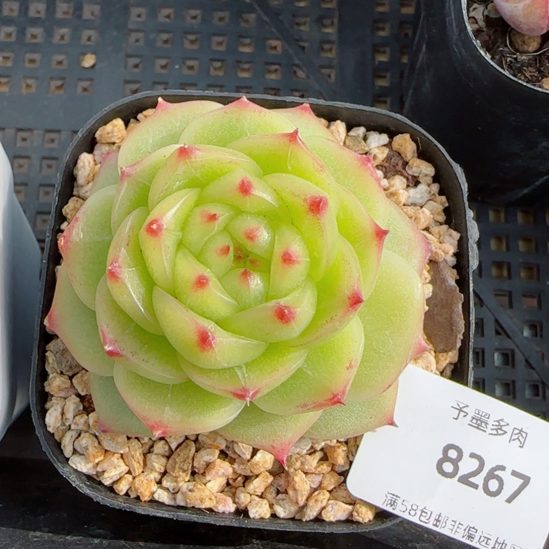 绿透珍妮，8267多肉植物