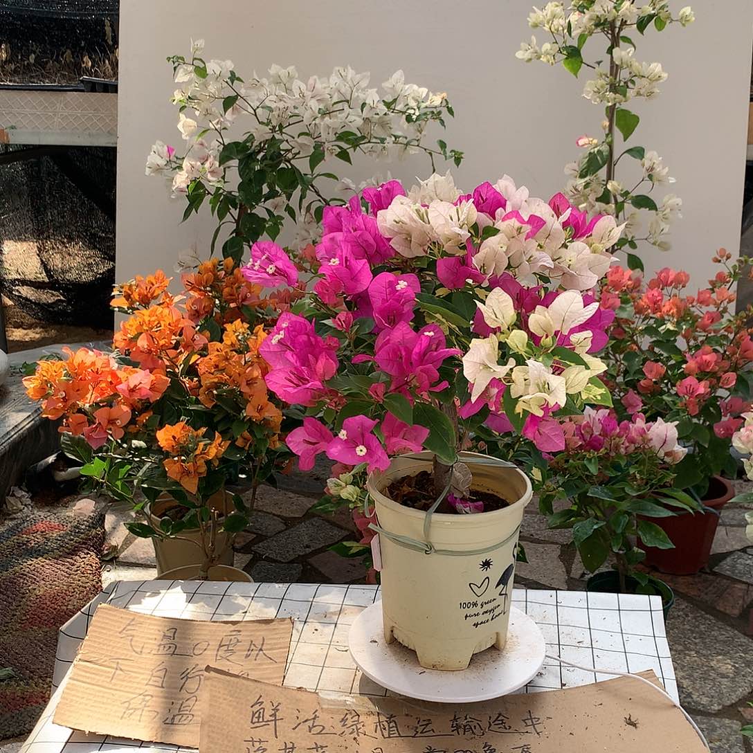 完全开放金心双色三角梅