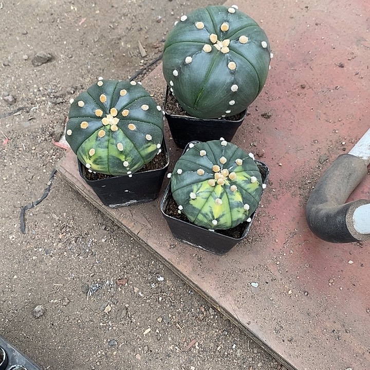 新***界组合3棵实生脱土发货