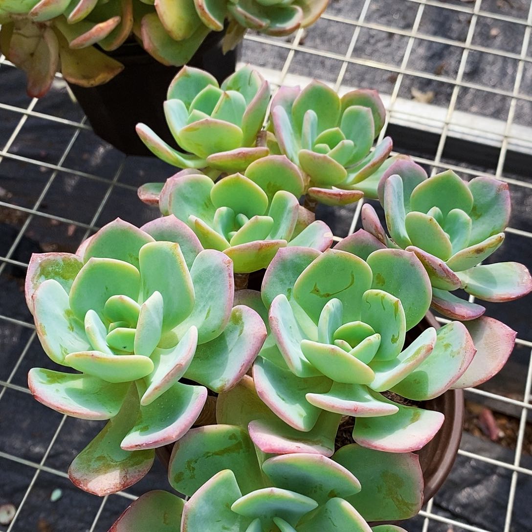 白月光五头起发老桩