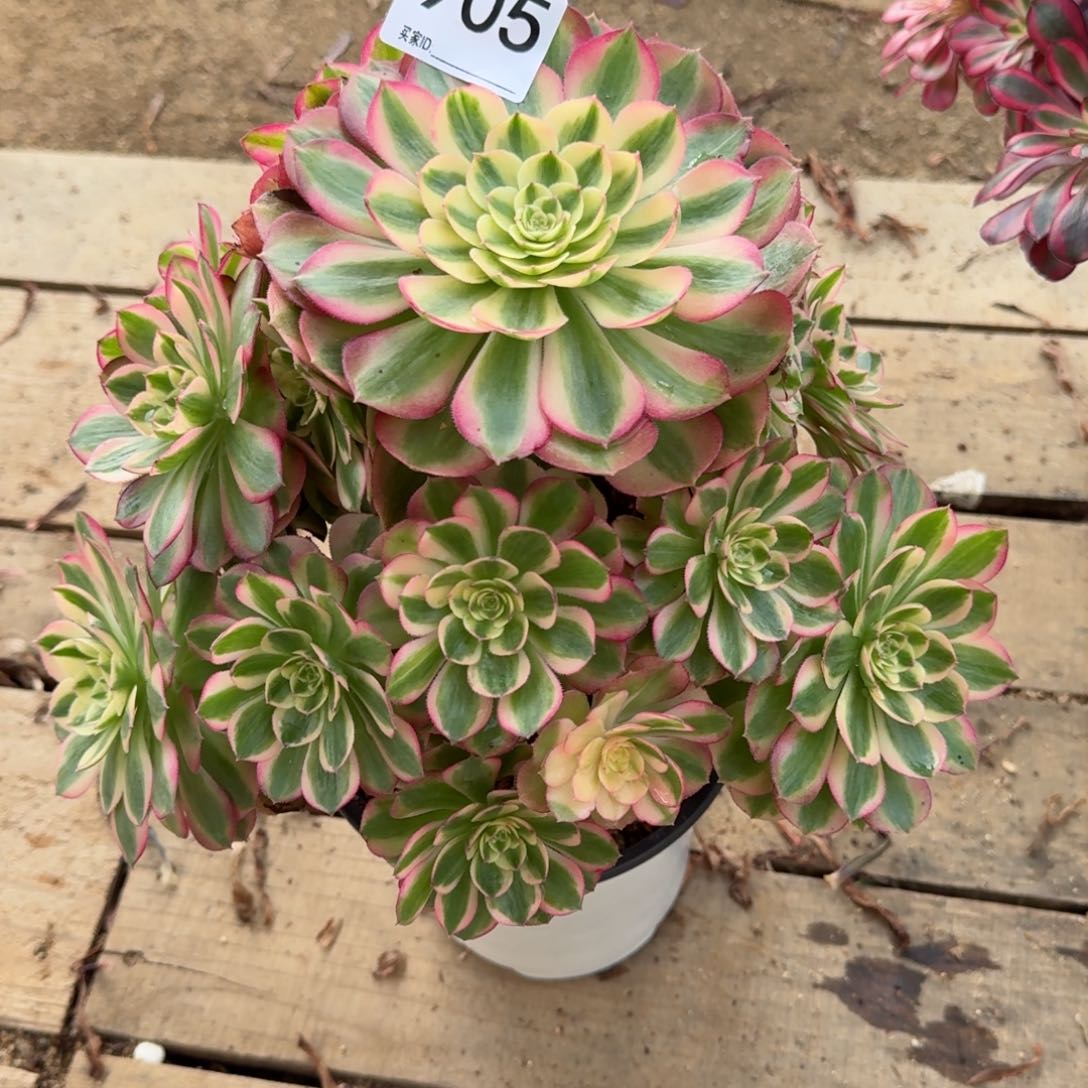 【闪购商品】905多肉