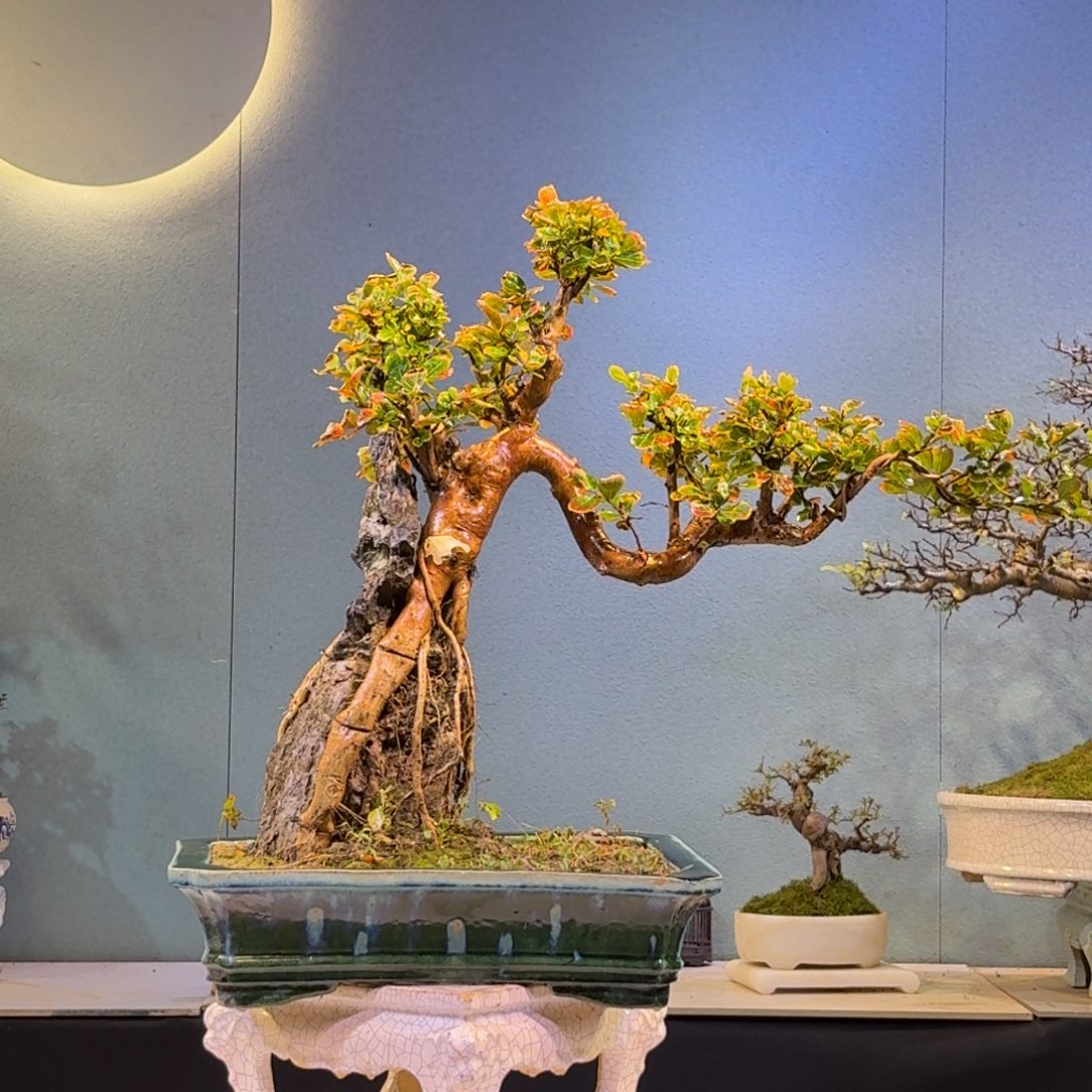 苹***生无花朵附石紫薇一物一拍