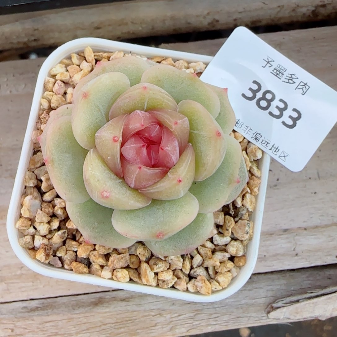 粉色恋人，3833多肉