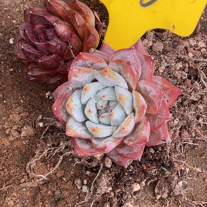 S***a556一起2个小88.888800多肉