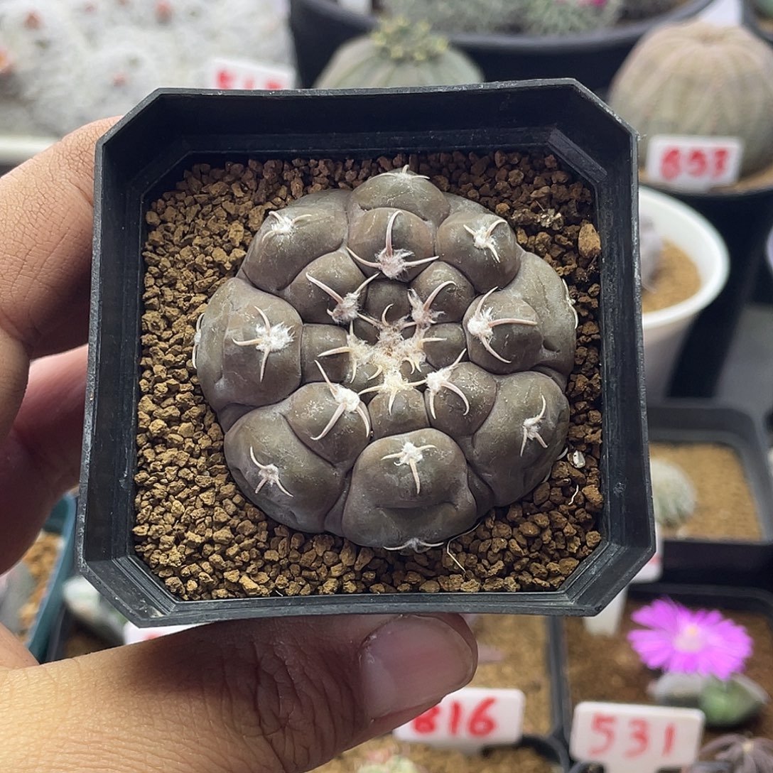 实生龟甲复棱铅皮