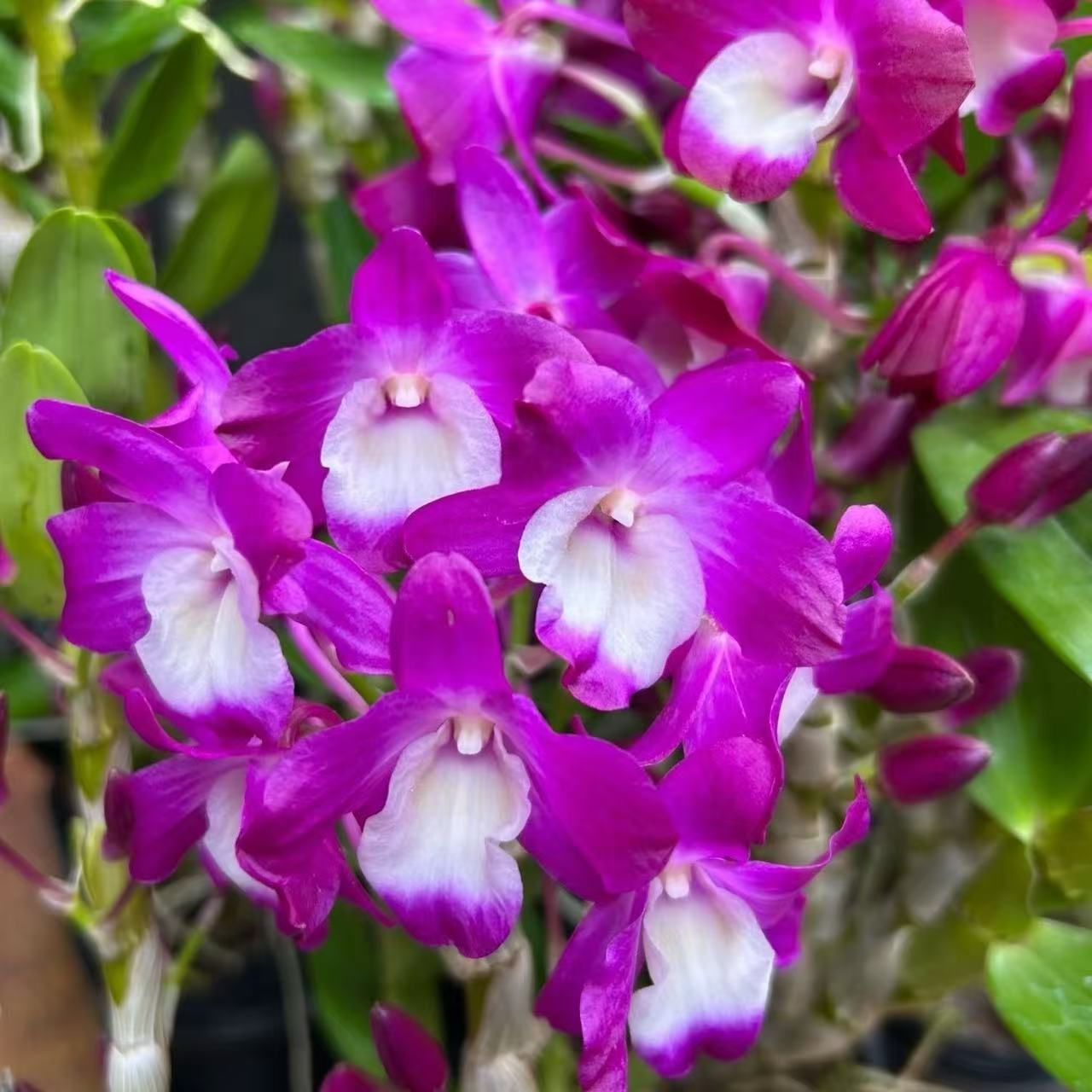 兰花【香水紫罗兰带花苞】鲜花绿植芍药母亲节好礼浓香型好养大花