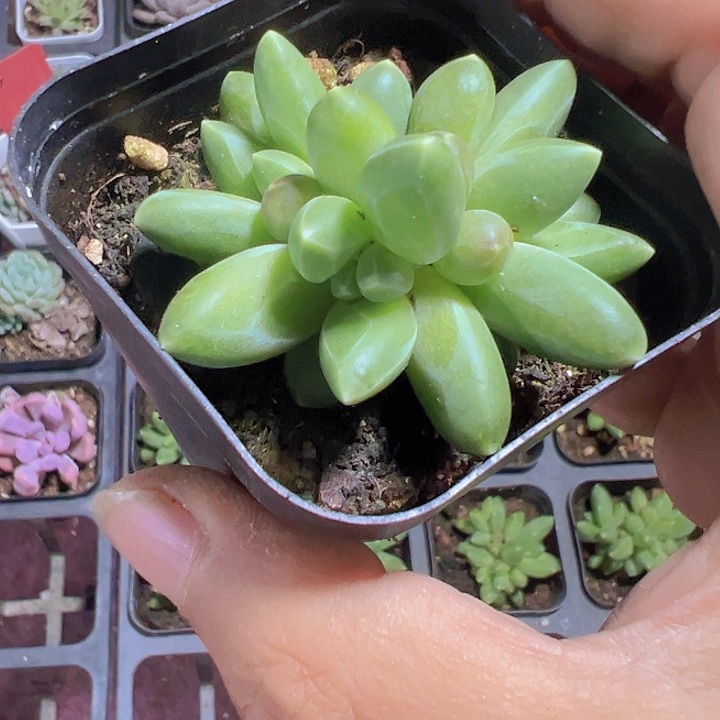 千代田精品多肉植物