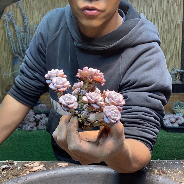B***️27号千山雪多肉植物