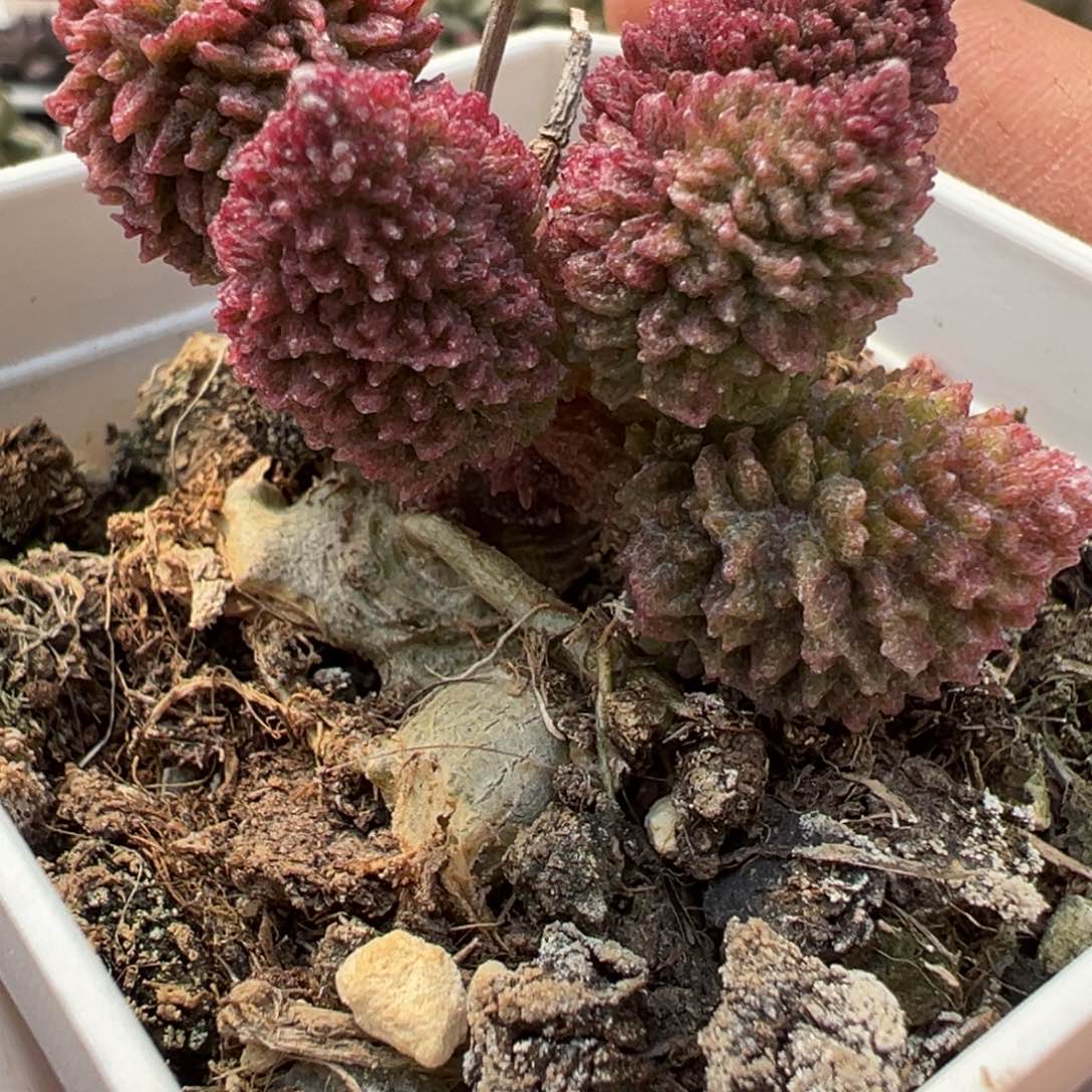 朱紫玉多肉植物老桩