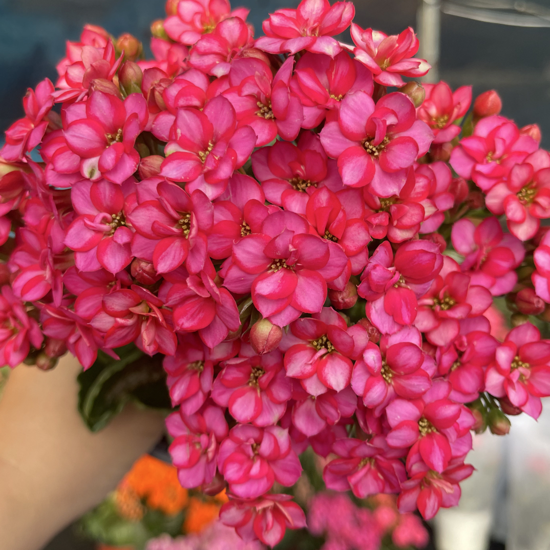 星辰：精品长寿带花苞发货（烂叶黄叶断个别花苞不售后，介意勿拍）