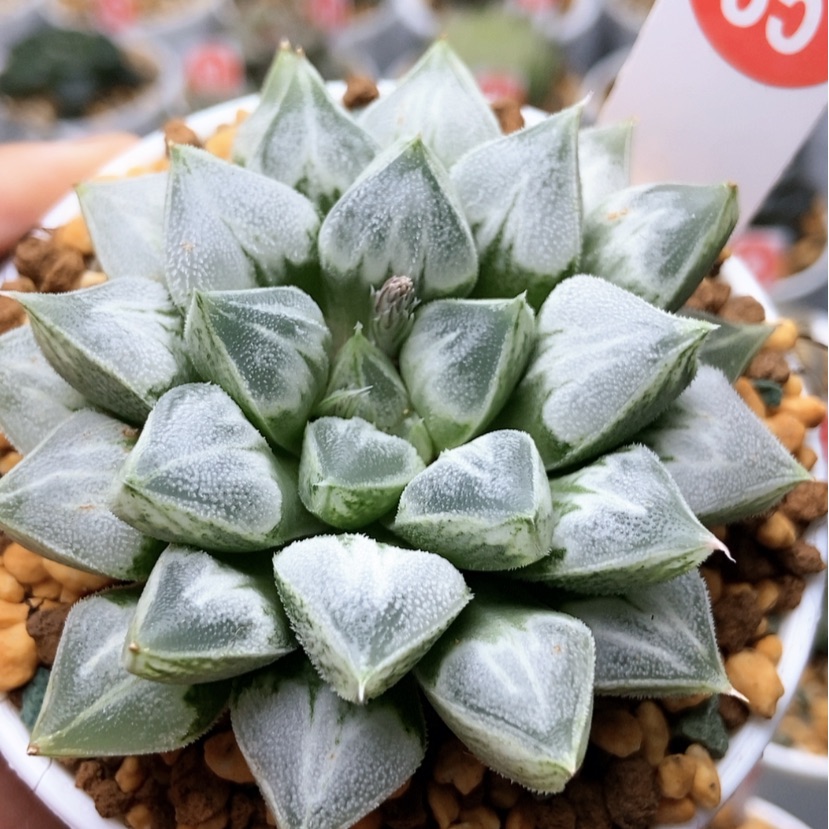 【闪购商品】爱心寿35