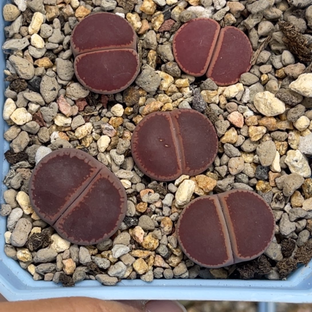 6183比利时ko5颗尺寸1.8