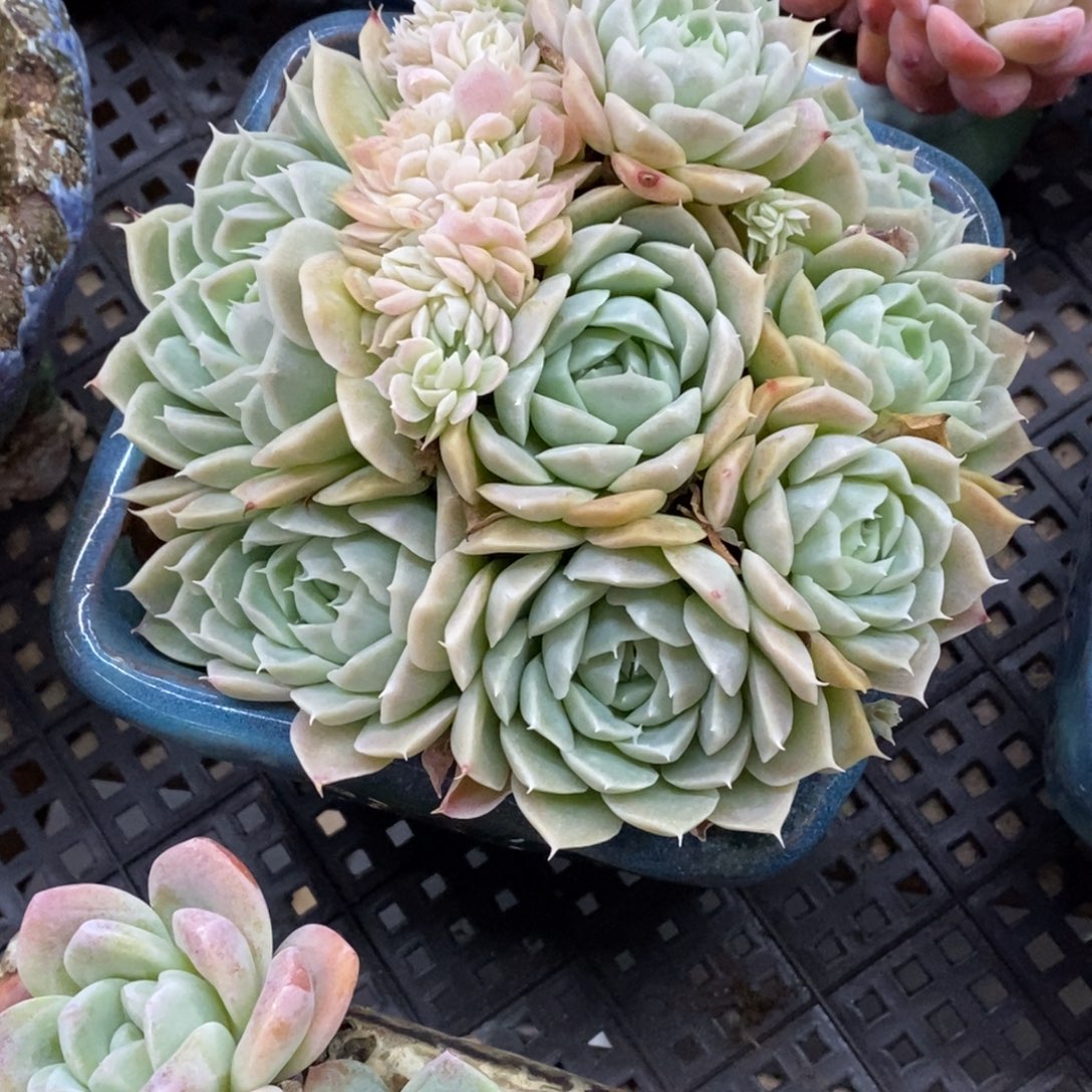 精品多肉一物一拍不包整115