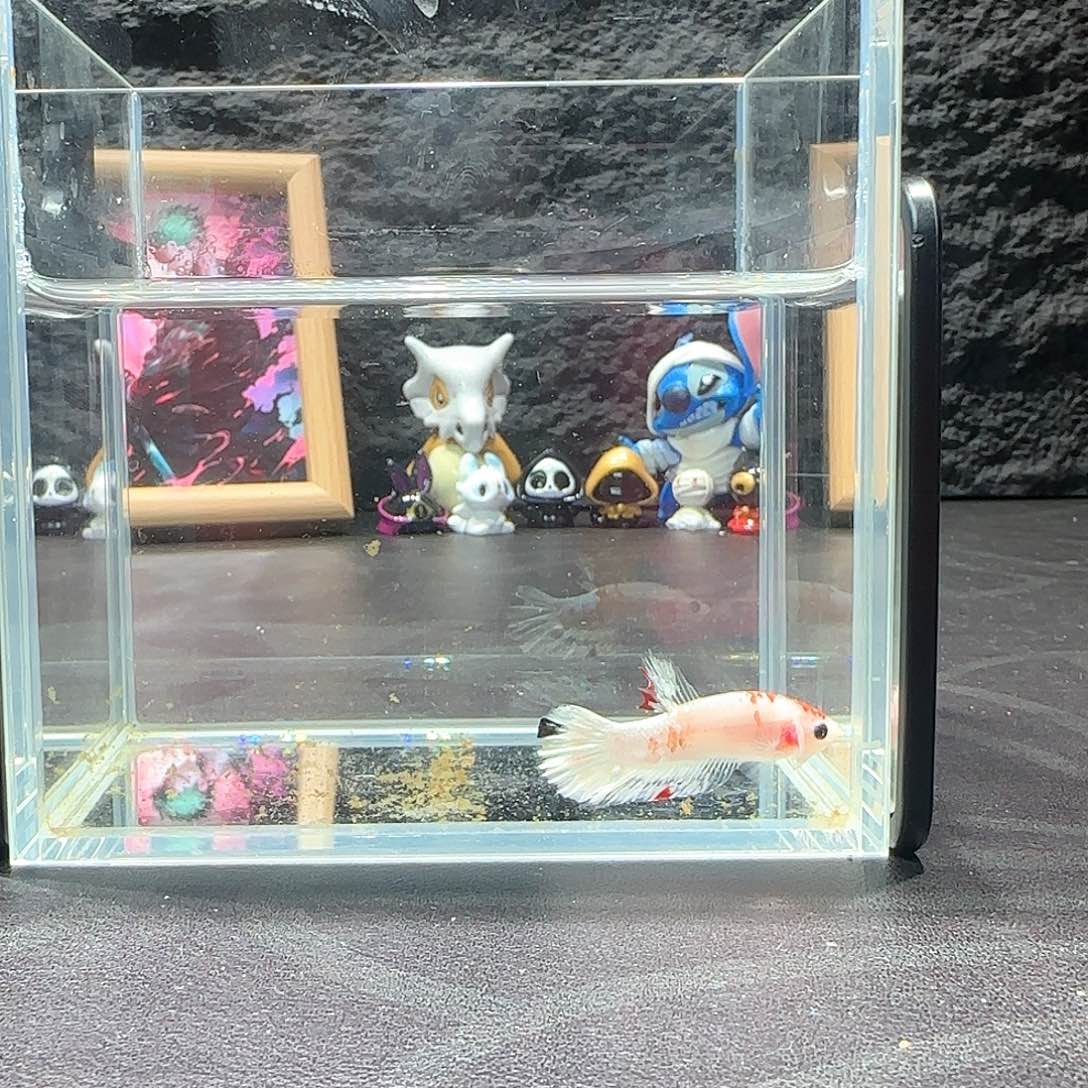 斗鱼十二月二十七号