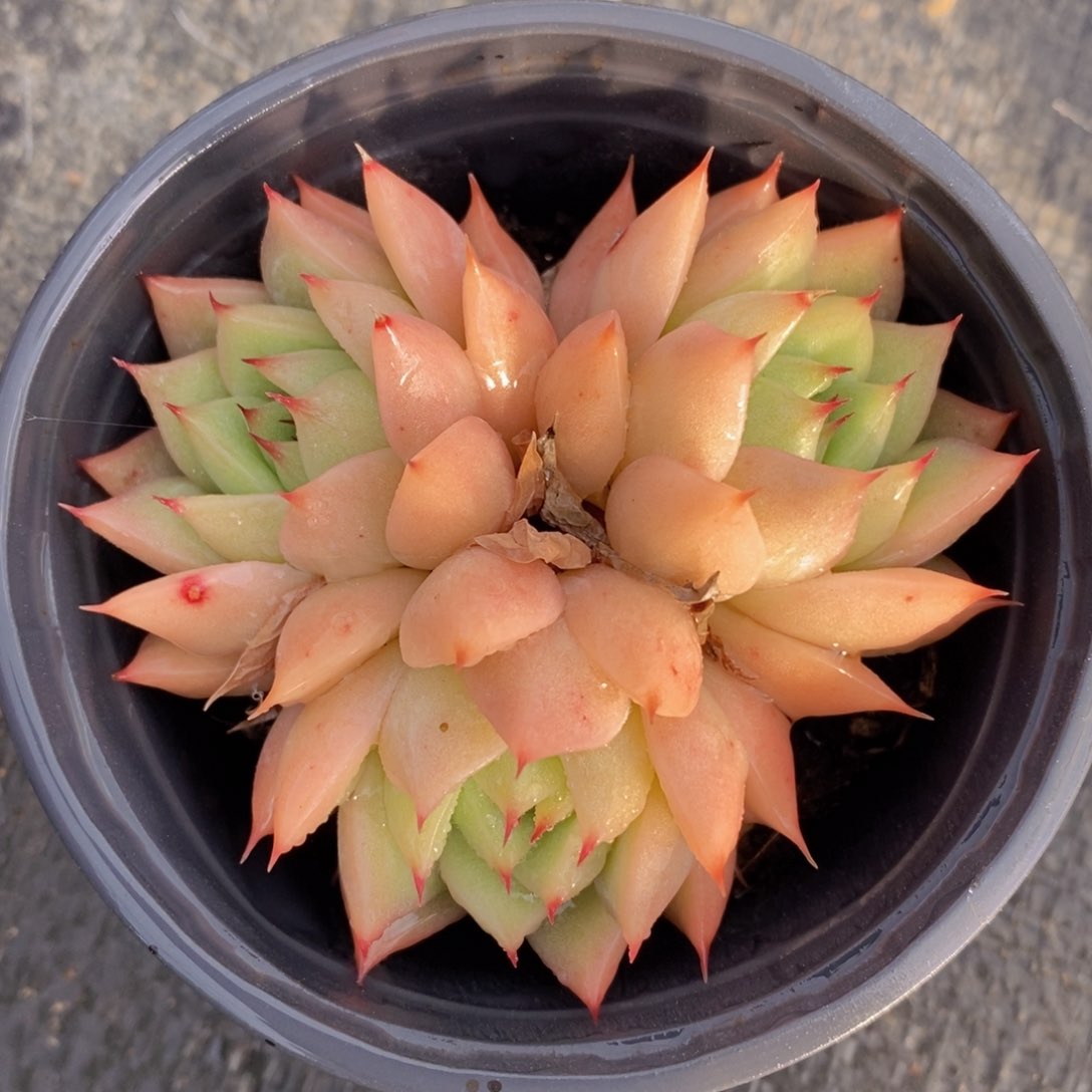 可问主播品种，下滑链接更多品种多肉选择