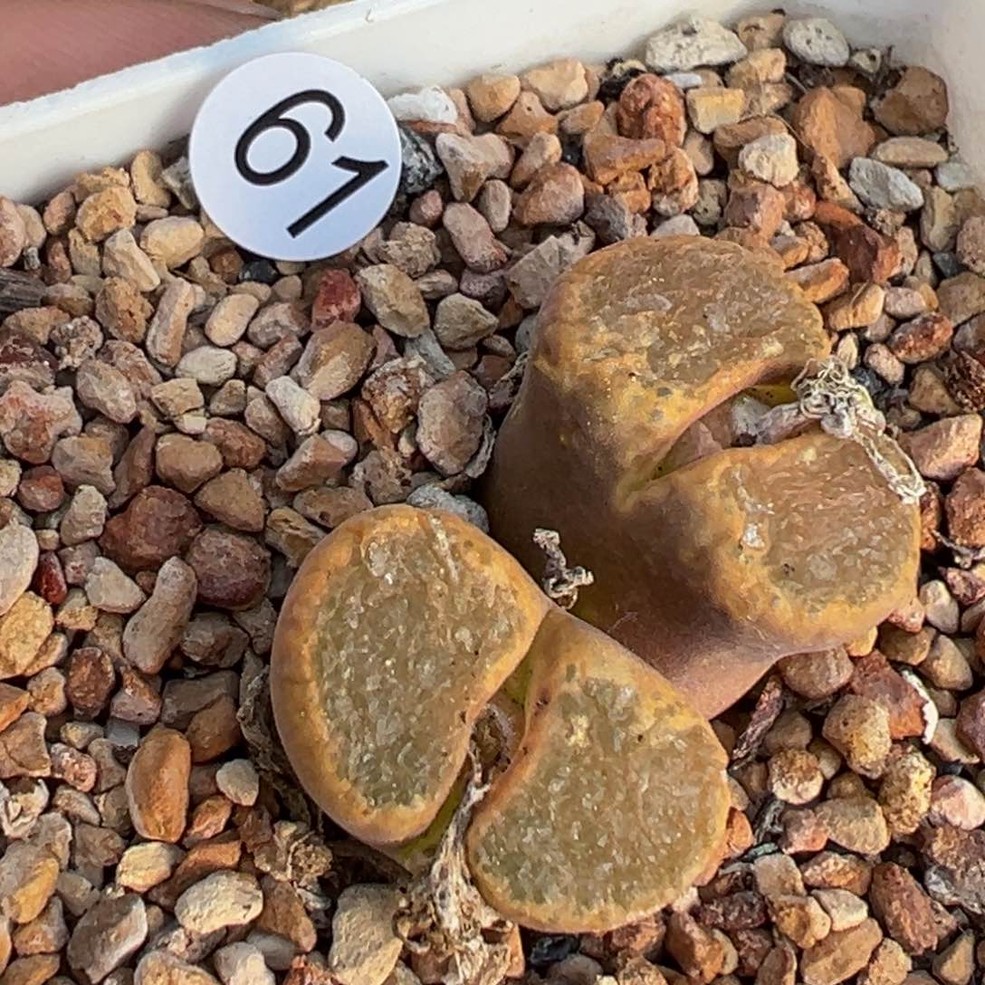 Ｒ*多肉植物111111111111