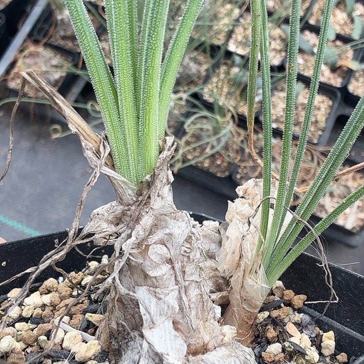 多肉植物双头洋葱