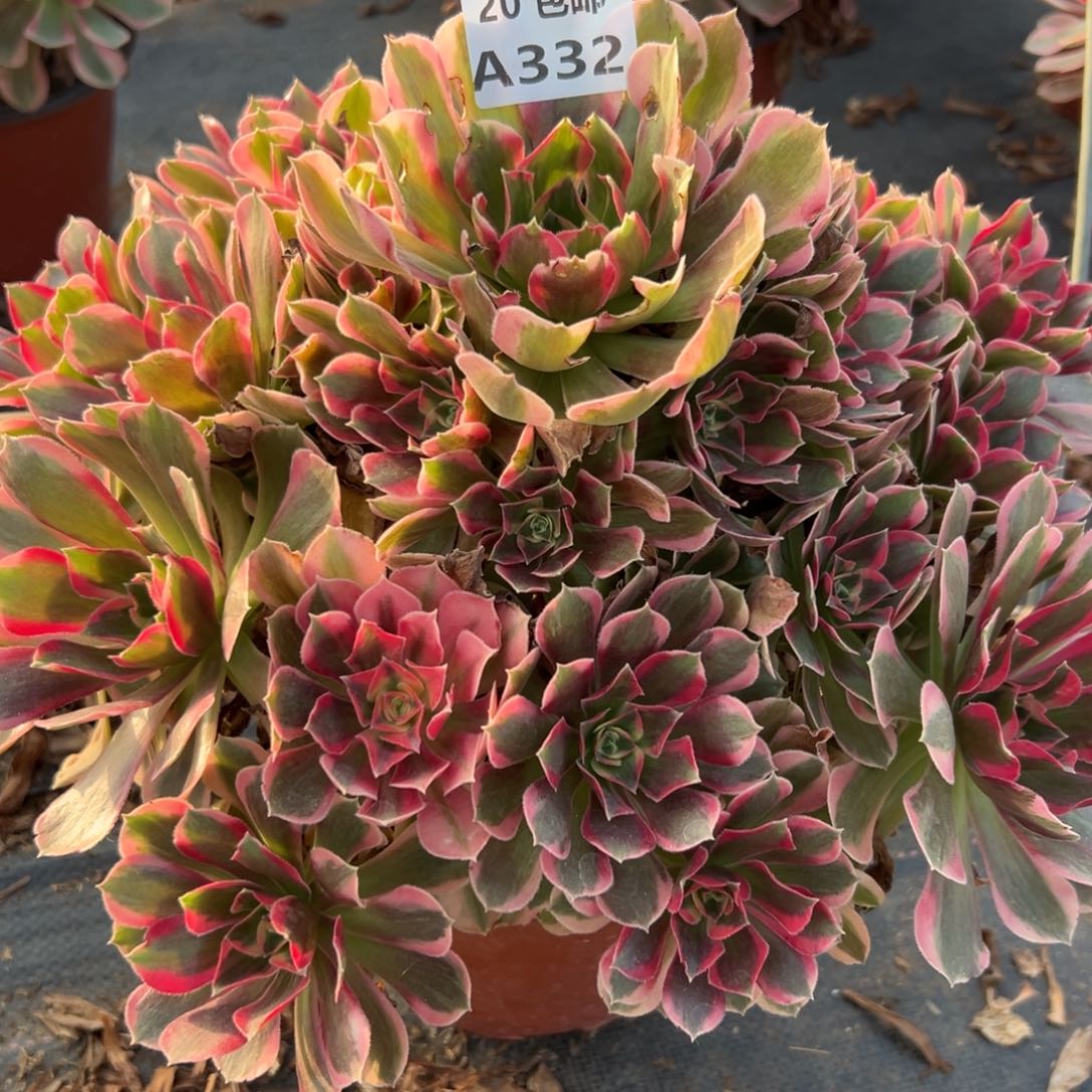 332妖月，多肉法师