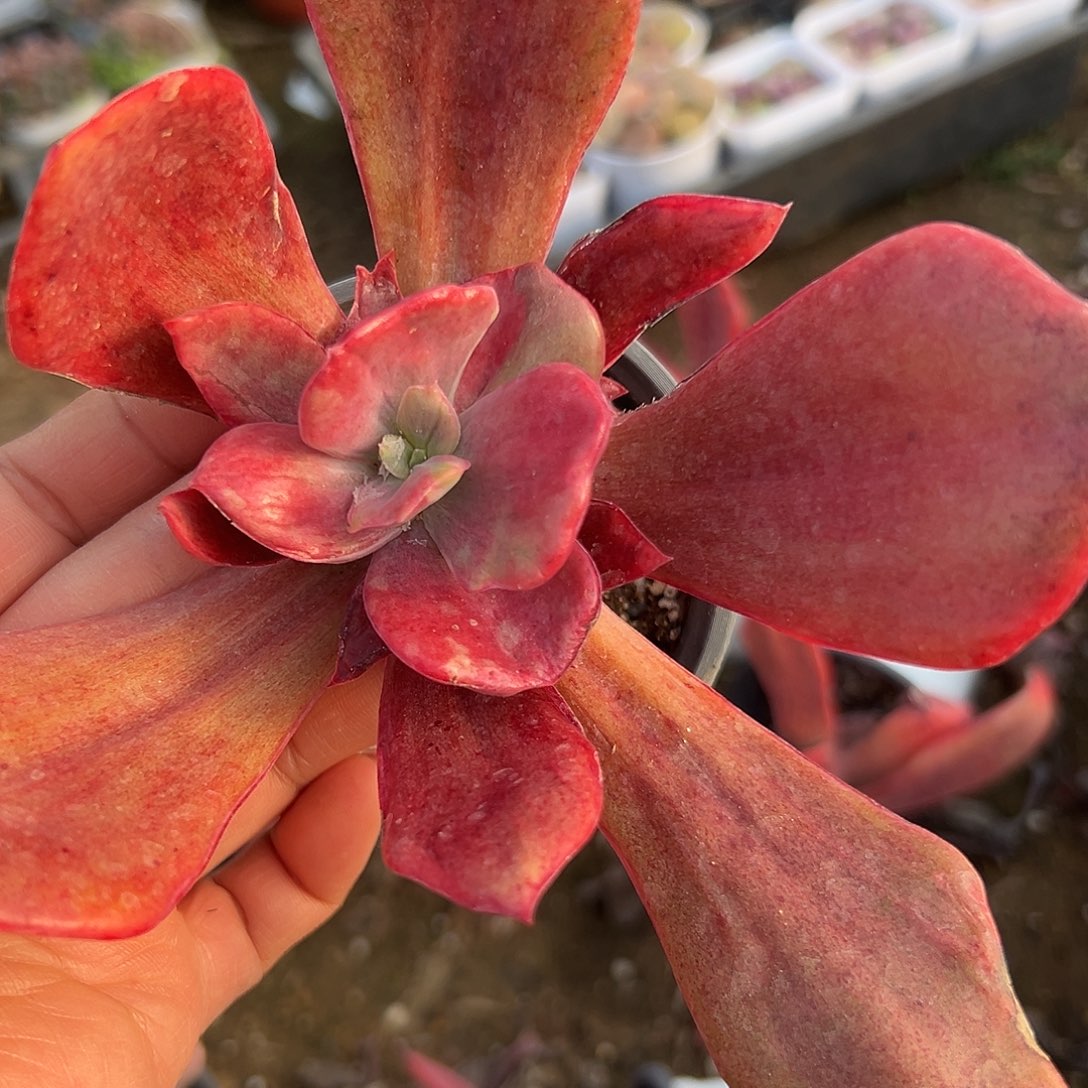 多肉植物钻石锦单头