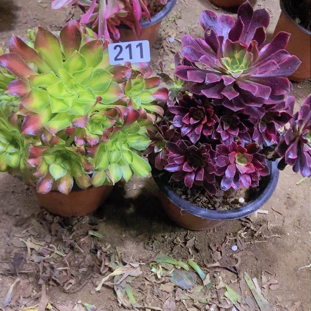 211两个老庄朵朵特价不周正