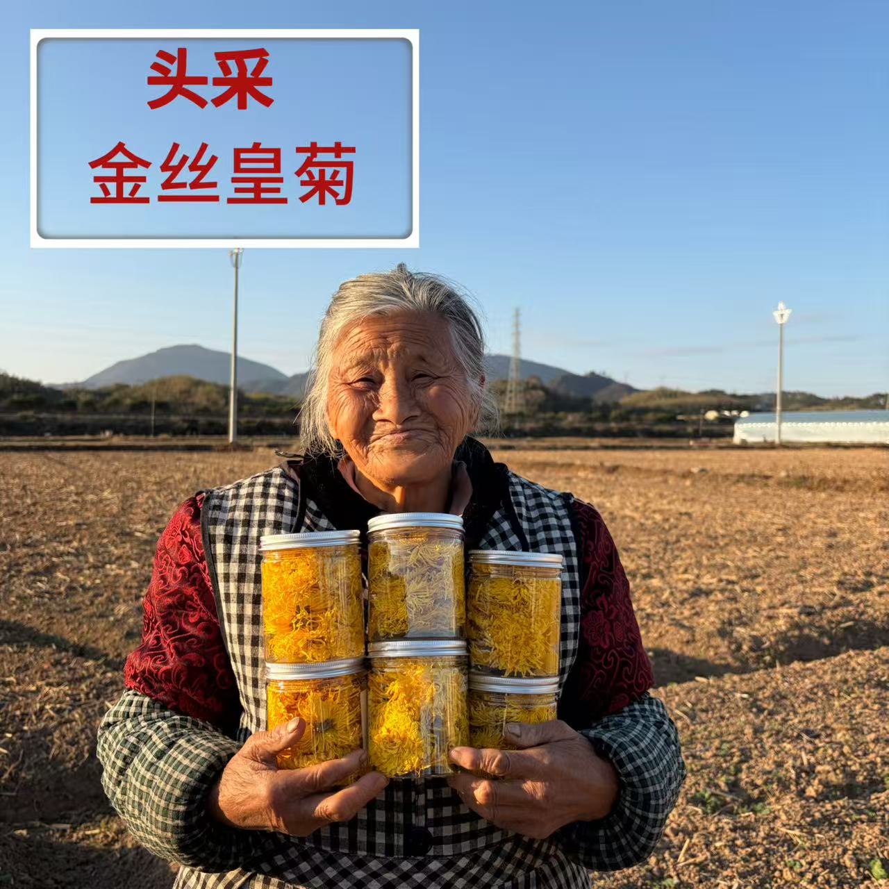【尝鲜款】2025新菊上市，正宗黄山金丝皇菊高山养生熬夜茶一朵一杯