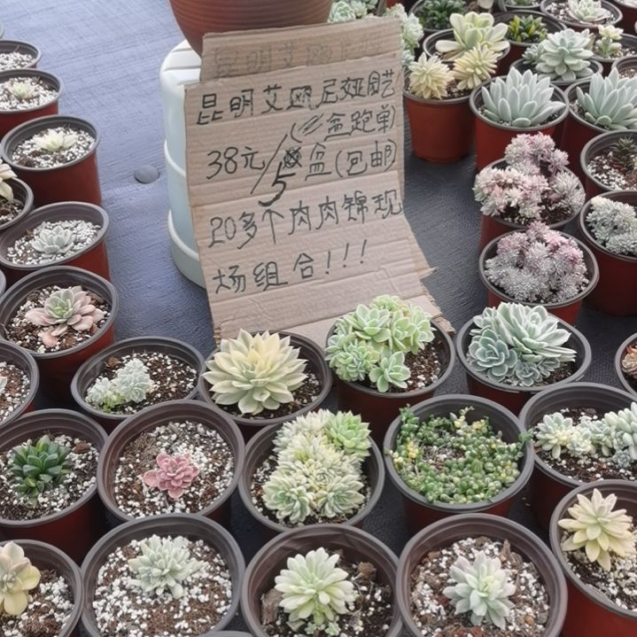 不同品种肉肉白覆轮锦5盆包邮（不包偏远地区）