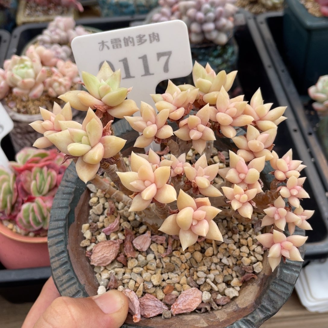 0117黄金婊丽娜不带盆12厘米