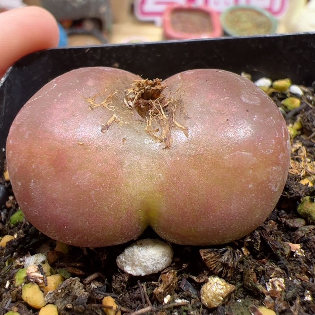 【闪购商品】279 蟠桃1801.1