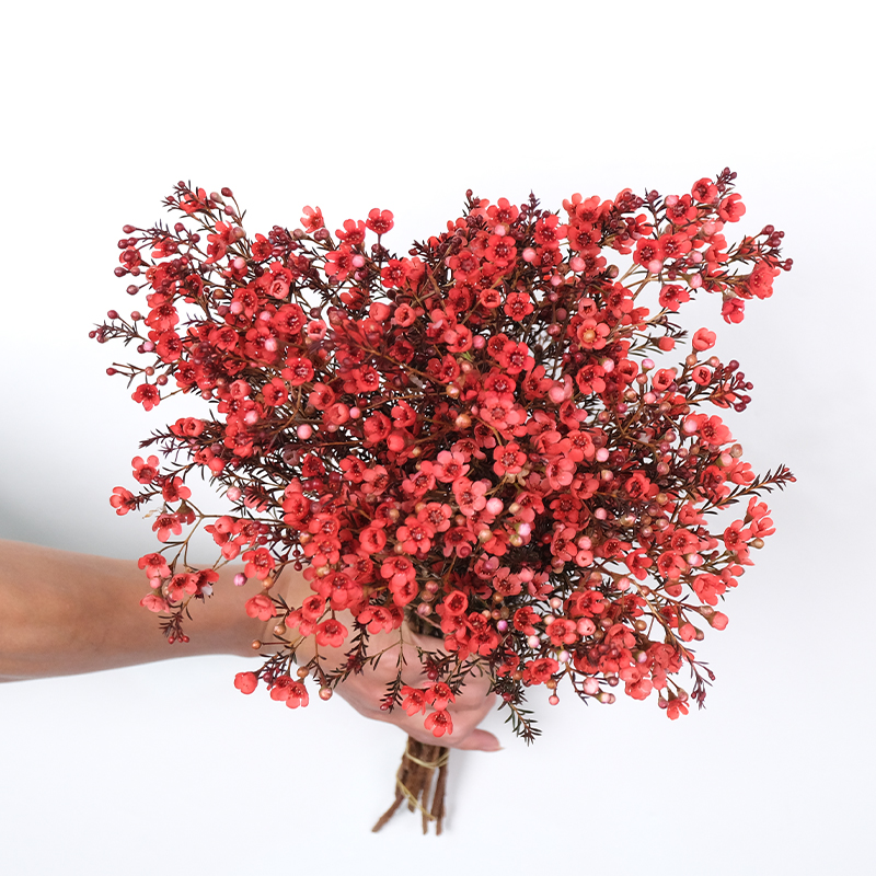 王的森林澳洲腊梅鲜花室内水养花卉可用于年宵装饰