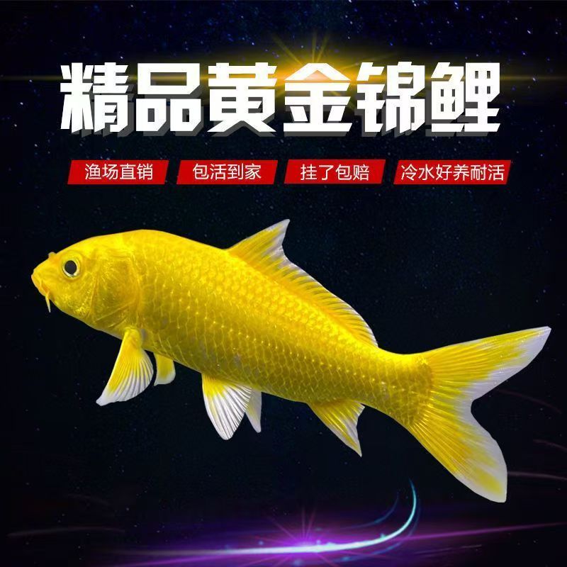 纯种黑金黄金白金蝴蝶锦鲤活体冷水淡水观赏鱼兰寿泰狮金鱼包活